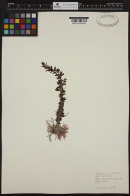Sargassum muticum image