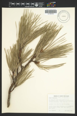 Pinus washoensis image