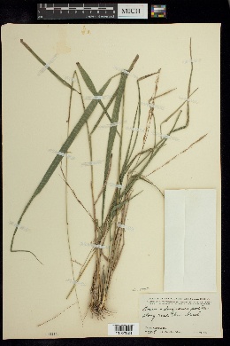 Gouinia longiramea image