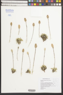 Petrophytum caespitosum var. caespitosum image