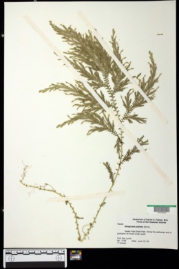 Image of Selaginella stellata