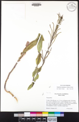 Image of Streptanthus longisiliquus