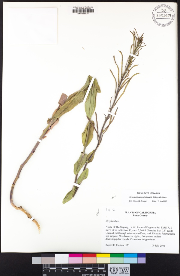 Streptanthus longisiliquus image