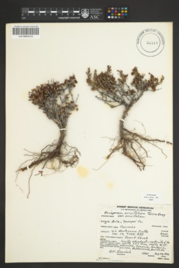 Eriogonum ericifolium image