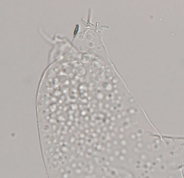 Hypsibius pallidus image