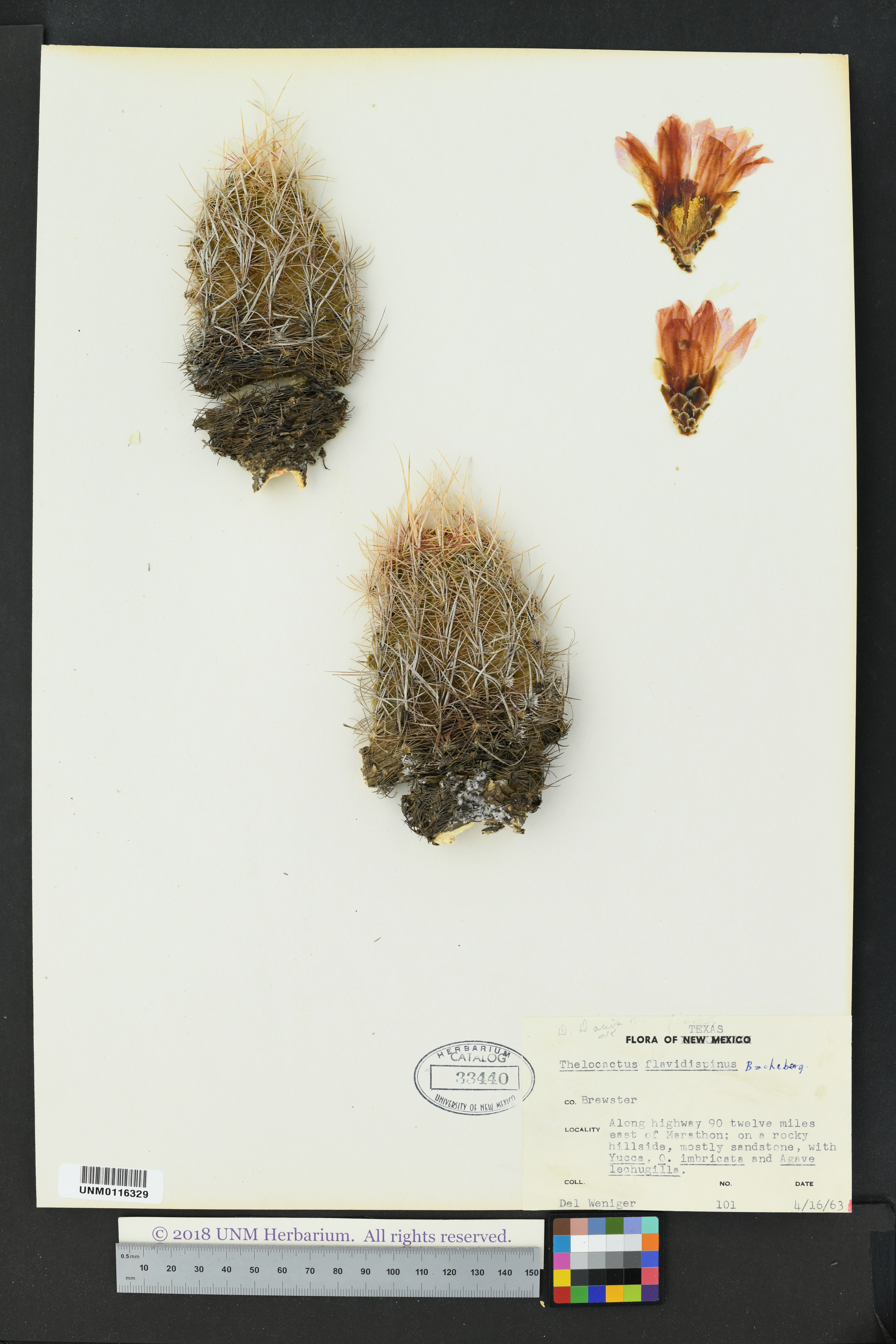 Thelocactus bicolor var. flavidispinus image