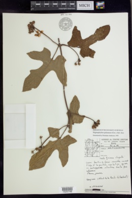 Stigmaphyllon palmatum image