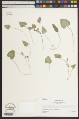 Viola frank-smithii image