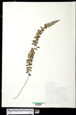 Image of Asplenium monanthes