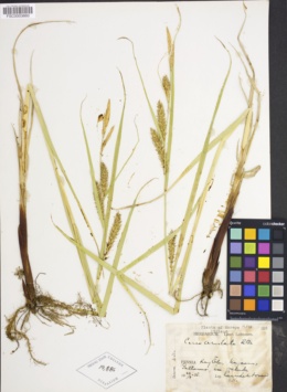 Image of Carex arctata
