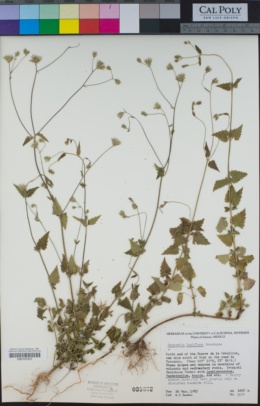 Image of Brickellia laxiflora
