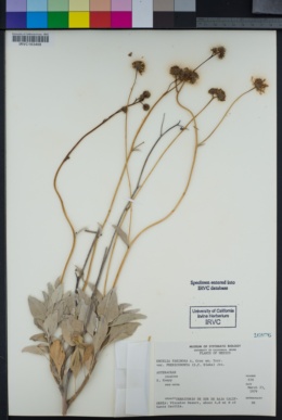 Encelia farinosa var. phenicodonta image