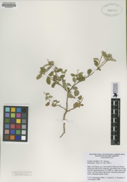 Croton varelae image