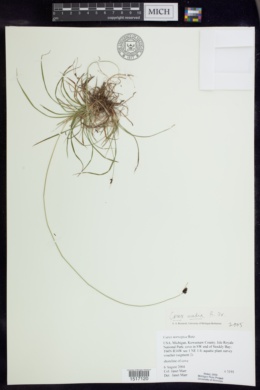 Image of Carex media