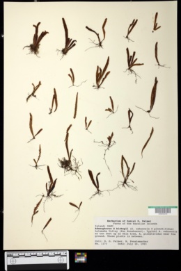 Adenophorus x bishopii image
