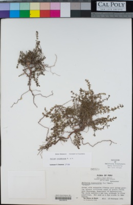 Image of Galium corymbosum