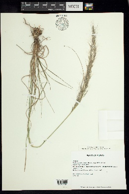 Image of Muhlenbergia pilosa