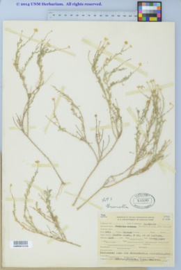 Gutierrezia arizonica image