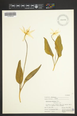 Erythronium montanum image
