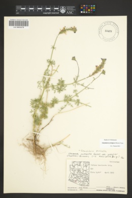 Image of Glandularia aristigera
