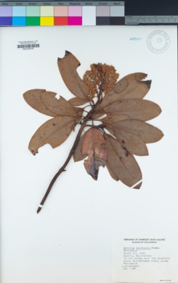 Arbutus menziesii image