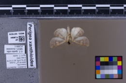 Perigea xanthioides image