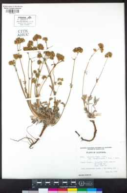 Horkelia fusca var. pseudocapitata image