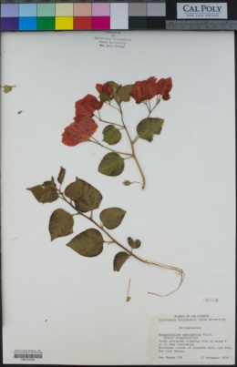 Bougainvillea spectabilis image
