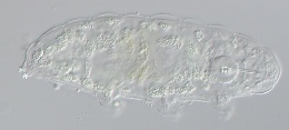 Minibiotus pustulatus image