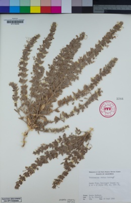 Image of Trichostema ovatum