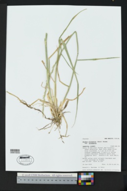 Elymus elongatus image