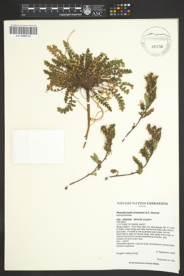 Phacelia buell-vivariensis image