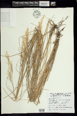 Image of Agrostis novogaliciana