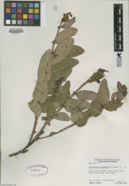 Image of Phyllanthus pterocladus