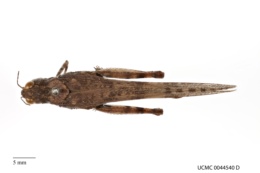 Trimerotropis cyaneipennis image