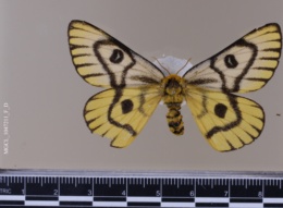 Hemileuca nuttalli image