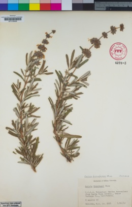 Image of Salvia brandegeei