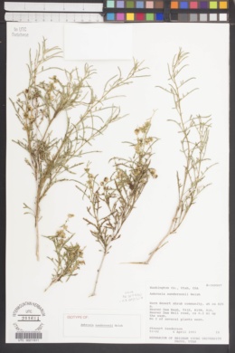 Ambrosia sandersonii image