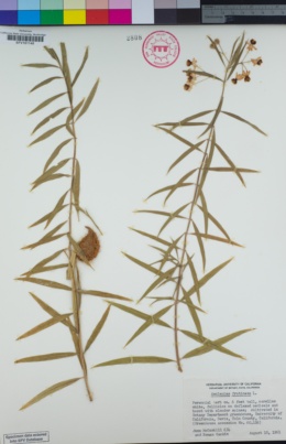 Asclepias fruticosa image