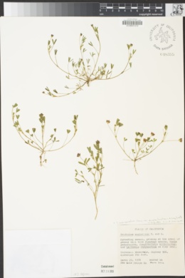 Trifolium depauperatum var. amplectens image