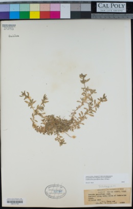 Petunia parviflora image