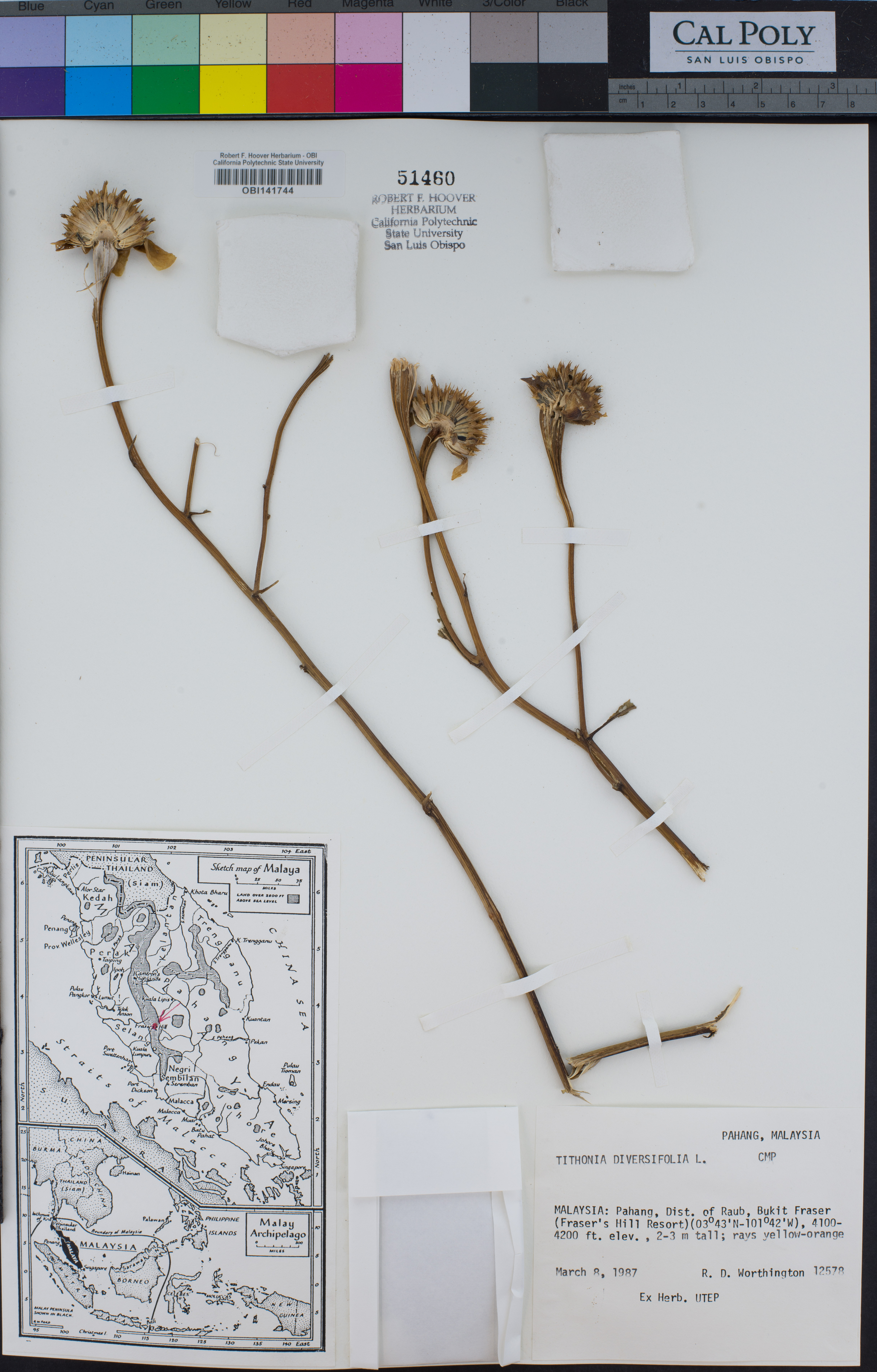Image of Tithonia diversifolia