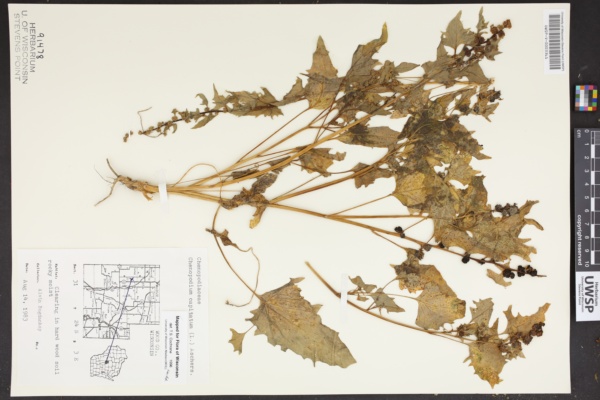 Chenopodium capitatum image