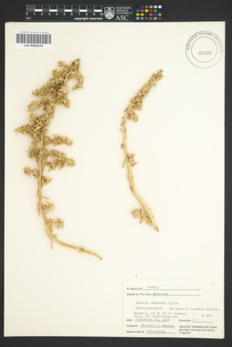 Salsola kali subsp. ruthenica image