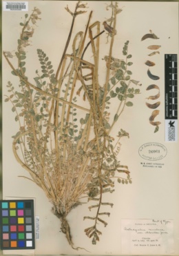 Astragalus remulcus var. chloridae image