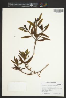 Phoradendron falcifer image