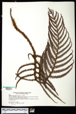 Sadleria squarrosa image