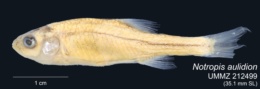 Image of Notropis aulidion