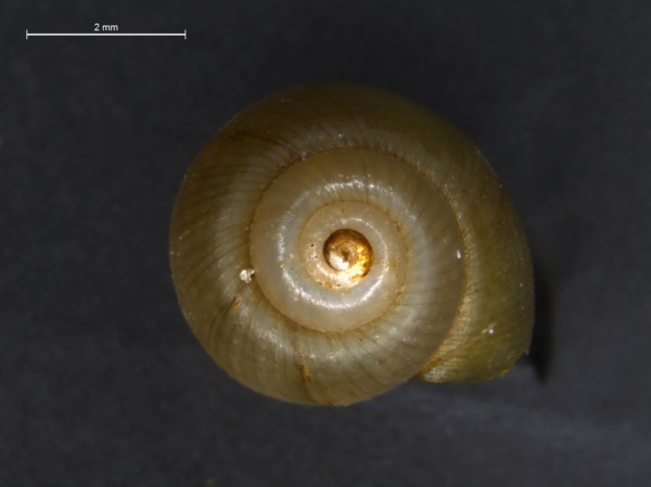 Hydrobiidae image