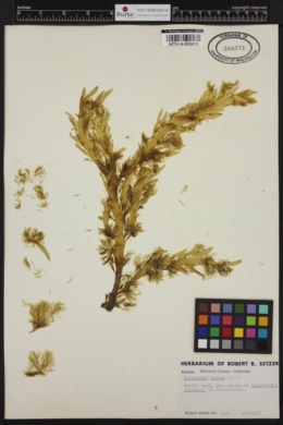 Ectocarpus acutus image
